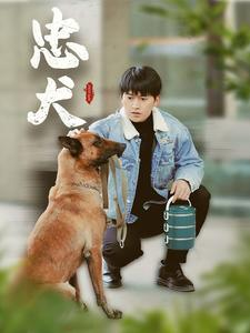 忠犬（34集）精彩短剧来袭