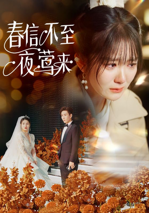 春信不至夜莺来（50集）爆火短剧抢先看