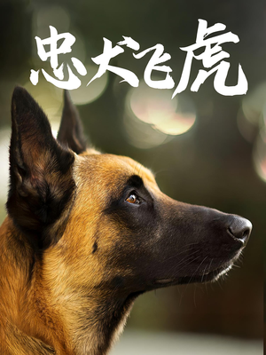 忠犬飞虎(33集) 忠犬飞虎(33集)最新短剧抢先看